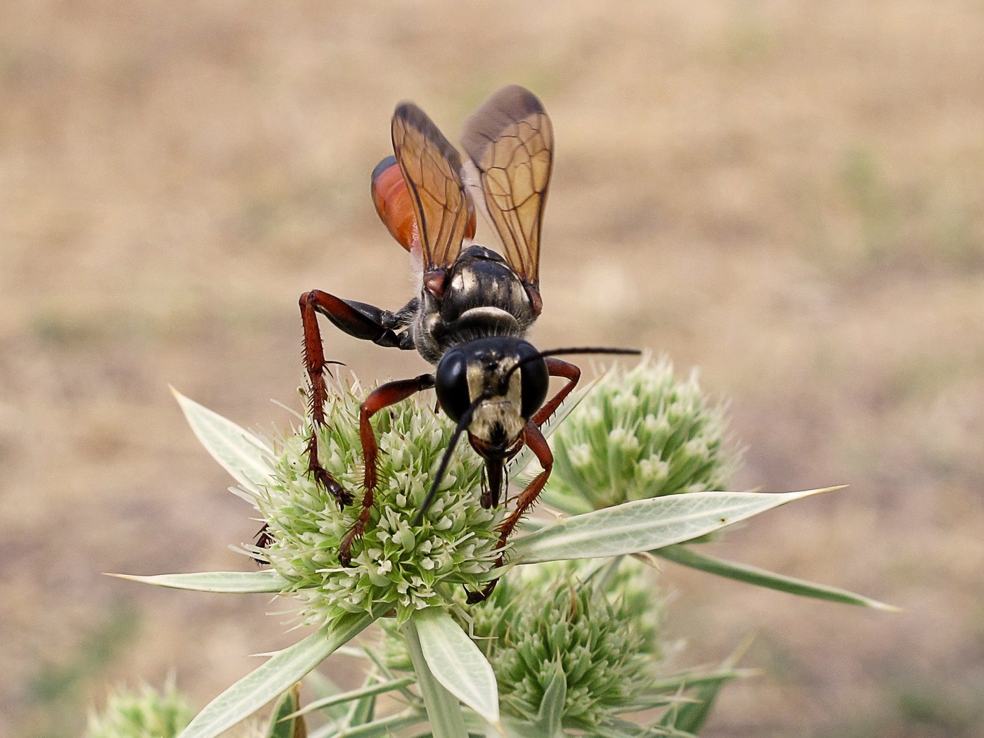 Great Golden Digger Wasp