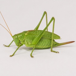 Great Green Bush Cricket Identification Guide