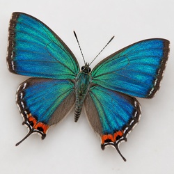 Great Purple Hairstreak Identification Guide
