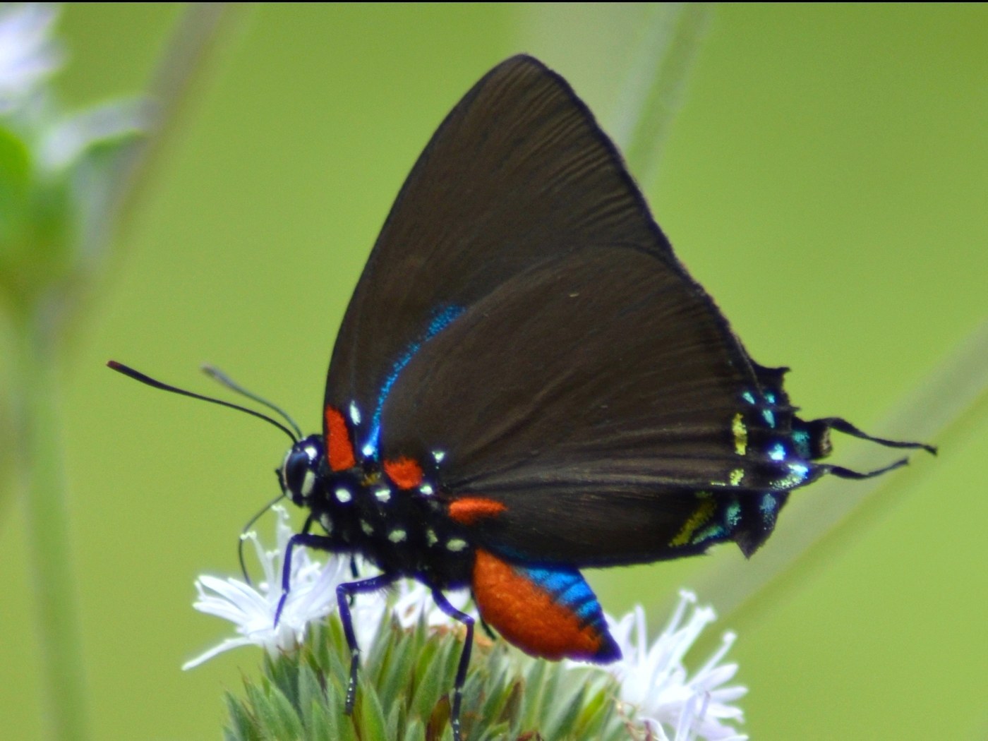 Great Purple Hairstreak