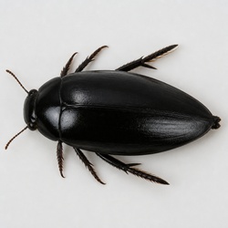 Great Silver Water Beetle Identification Guide