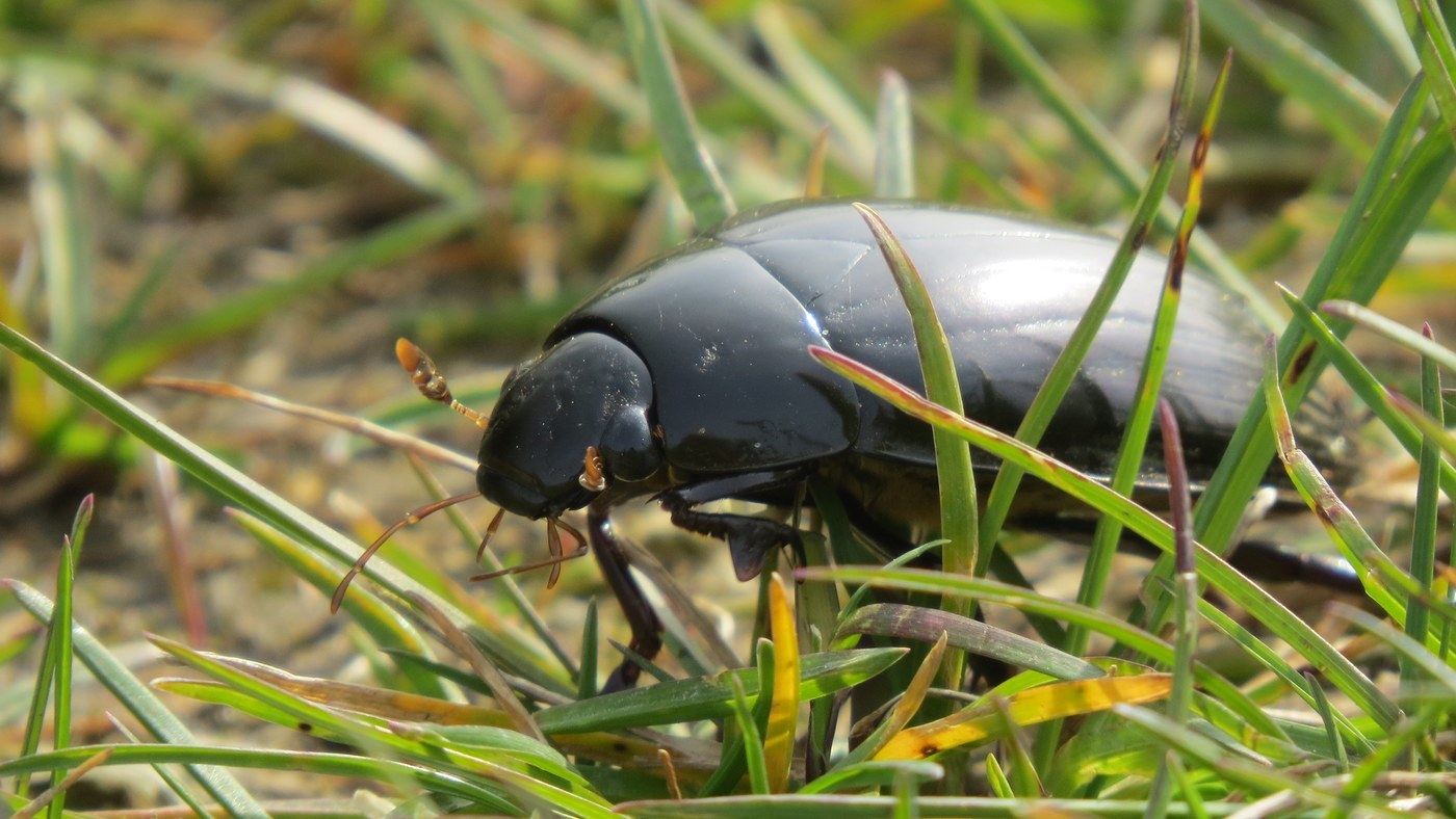 Great Silver Water Beetle