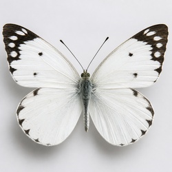 Great Southern White Identification Guide