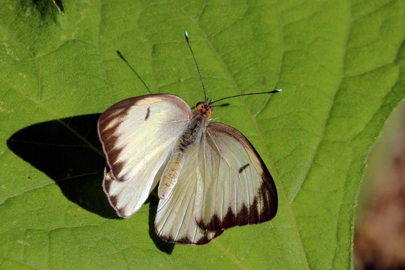 Great Southern White