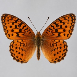 Great Spangled Fritillary Identification Guide