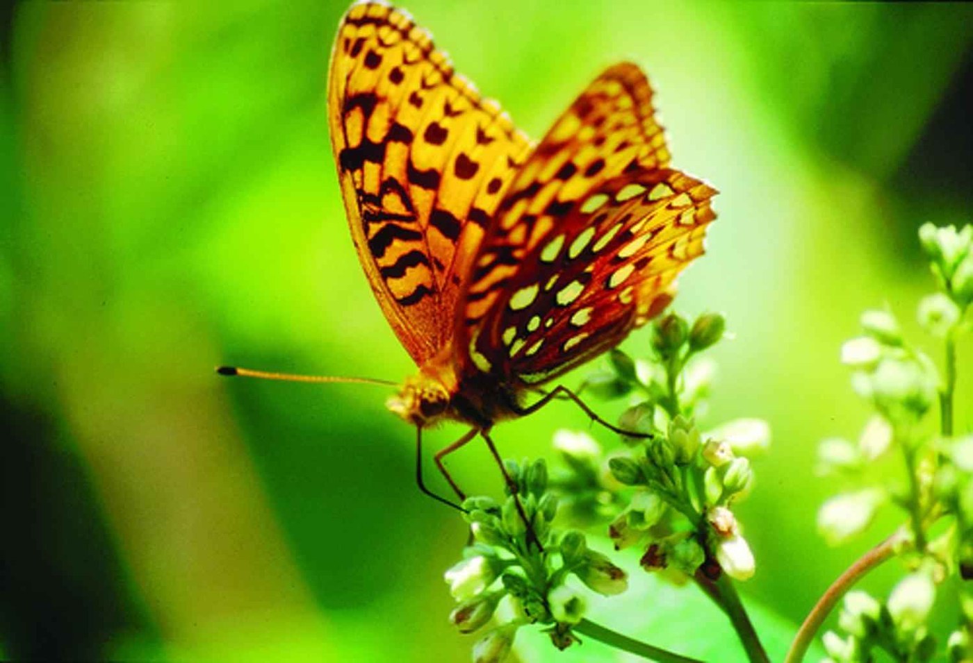 Great Spangled Fritillary