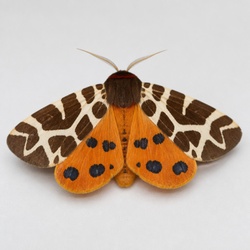 Great Tiger Moth Identification Guide