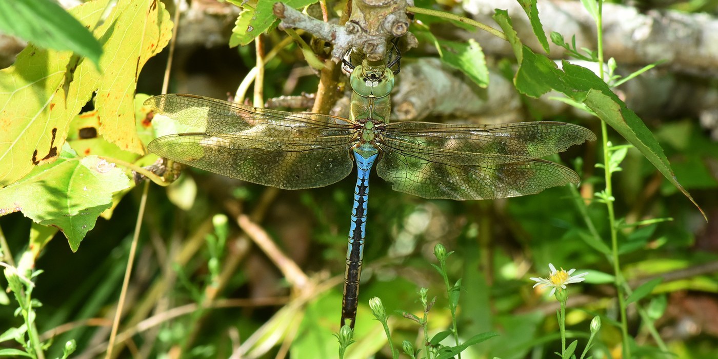 Green Darner Dragonfly