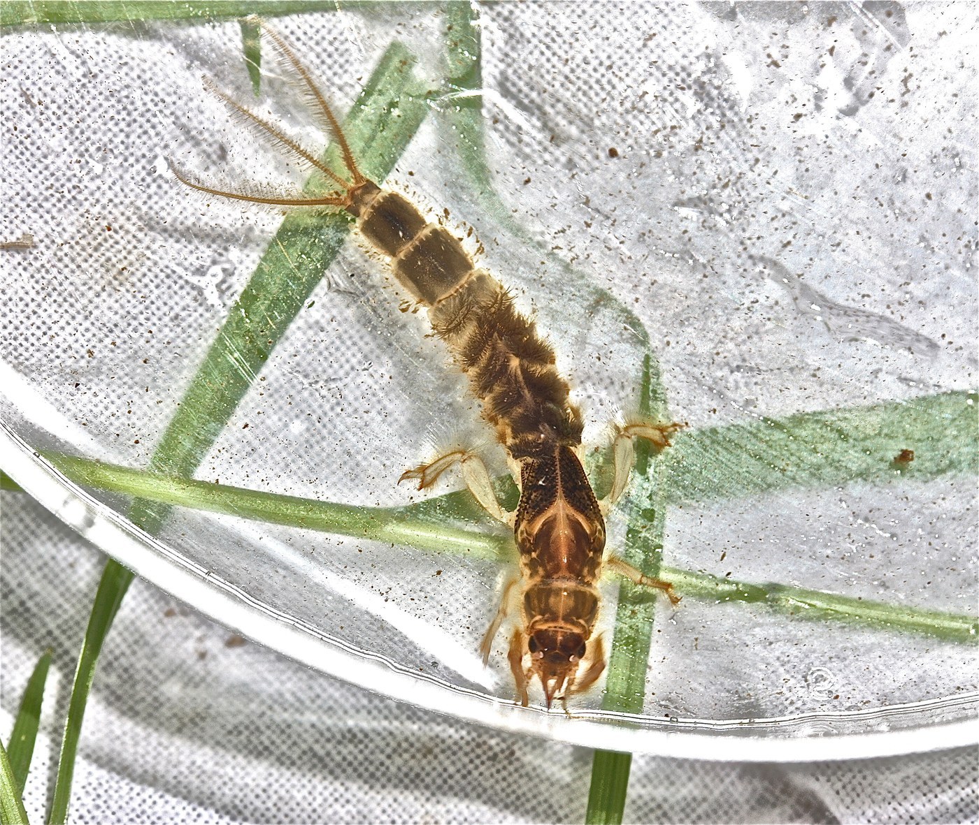 Green Drake Mayfly