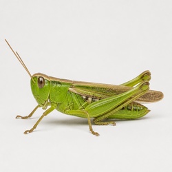 Green Grasshopper Identification Guide