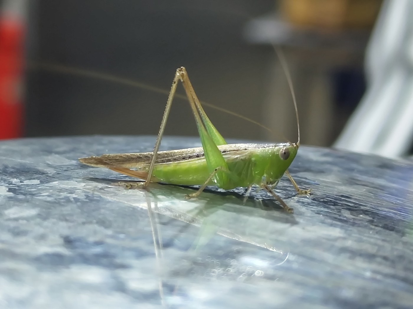 Green Grasshopper
