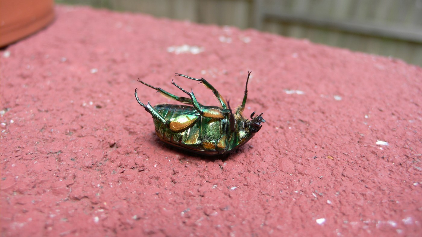 Green June Beetle