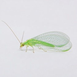 Green Lacewing Identification Guide