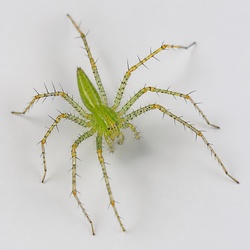 Green Lynx Spider Identification Guide