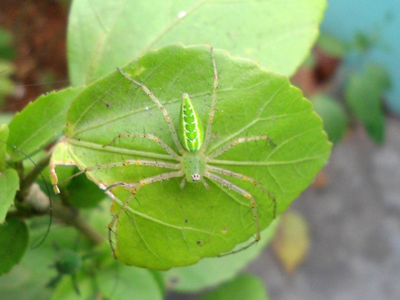 Green Lynx Spider