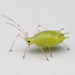 Green Peach Aphid Identification Guide