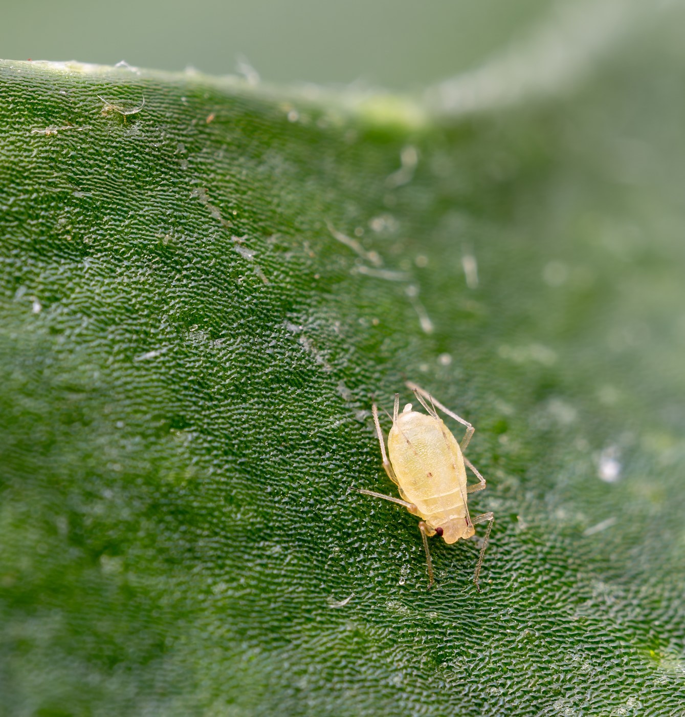 Green Peach Aphid