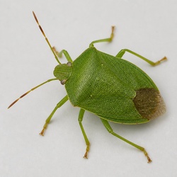 Green Shield Bug Identification Guide
