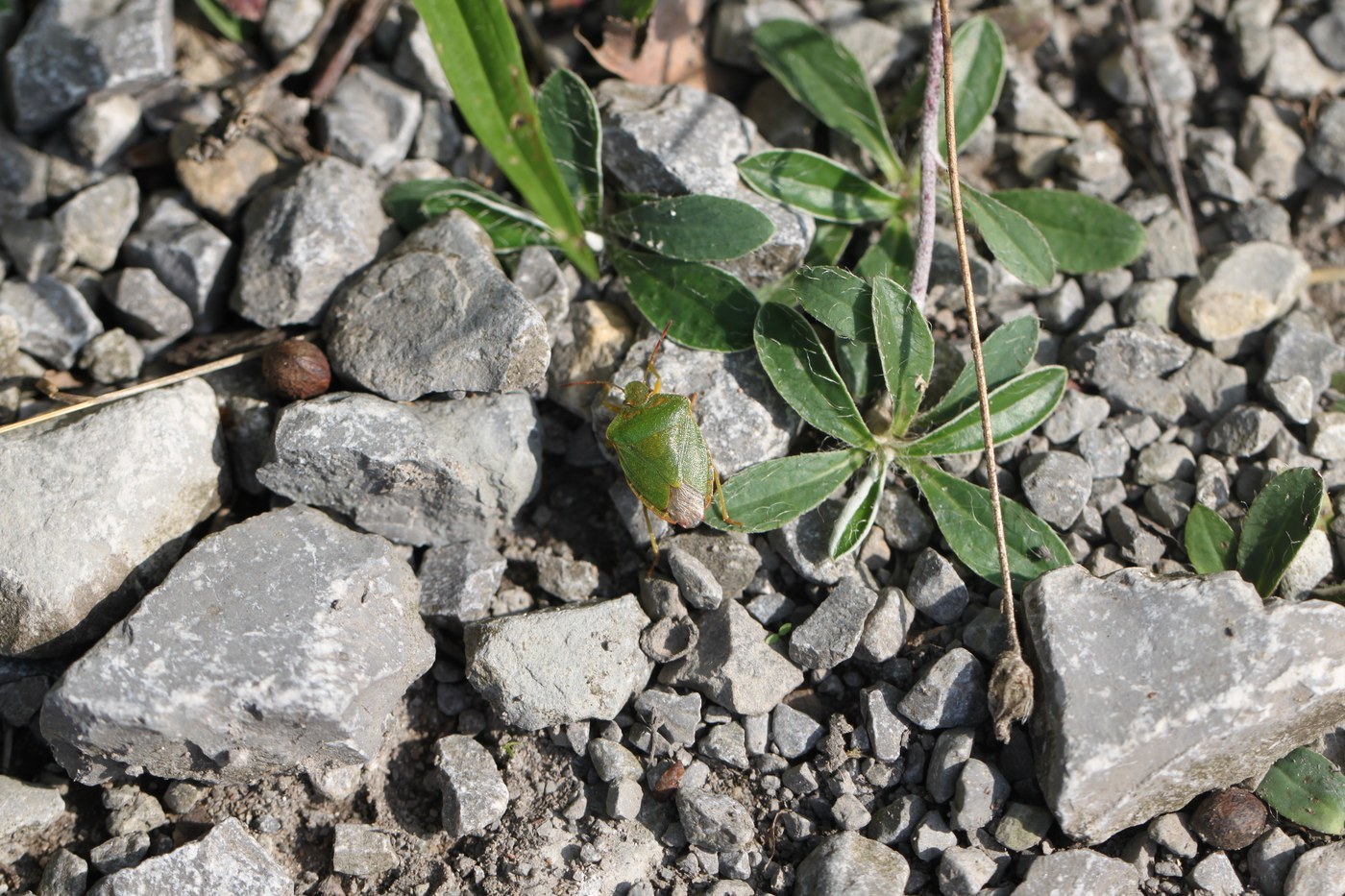 Green Shield Bug