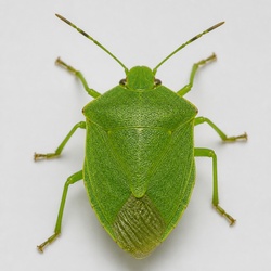 Green Stink Bug Identification Guide