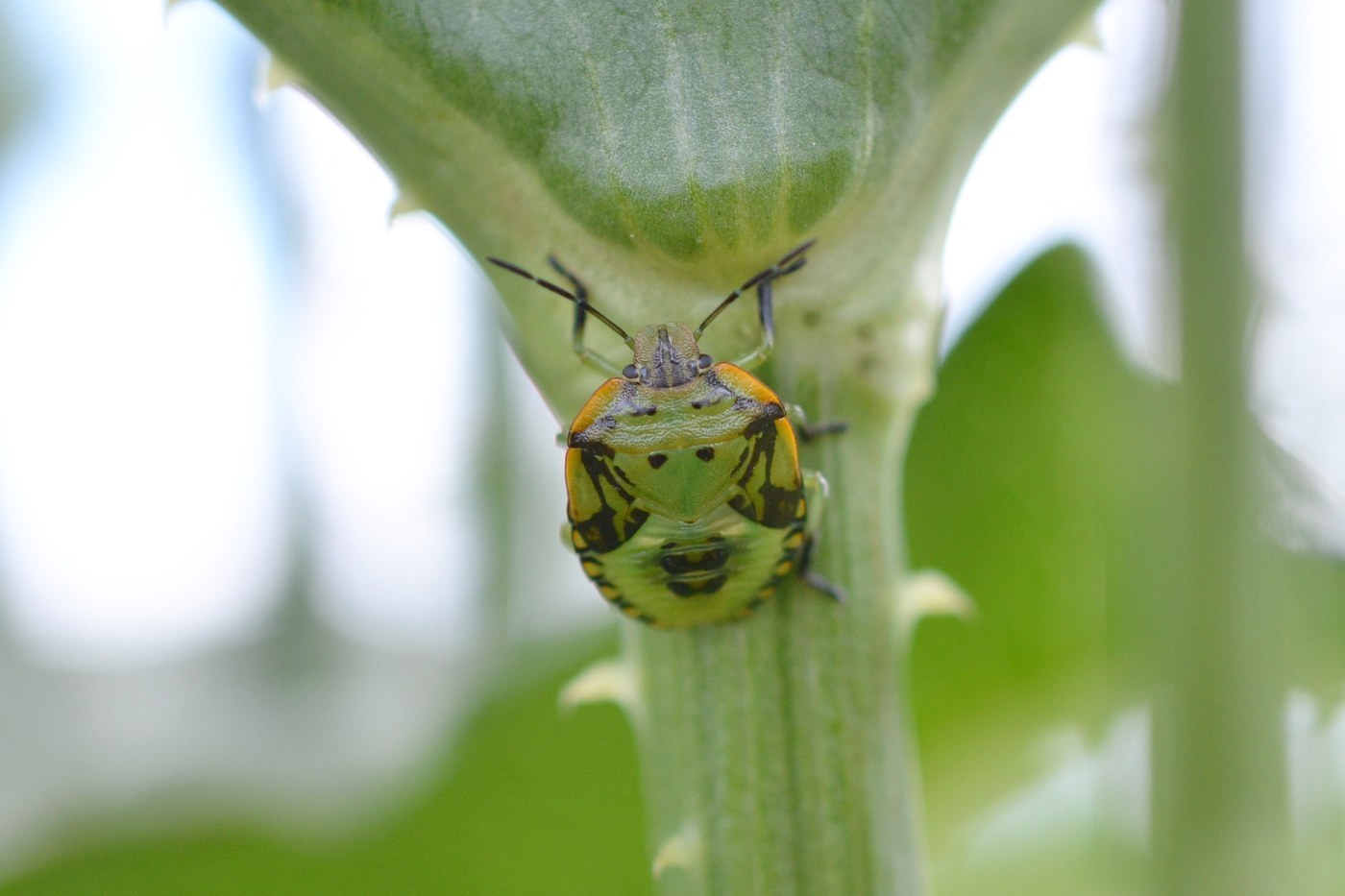 Green Stink Bug