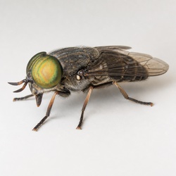 Greenhead Fly Identification Guide