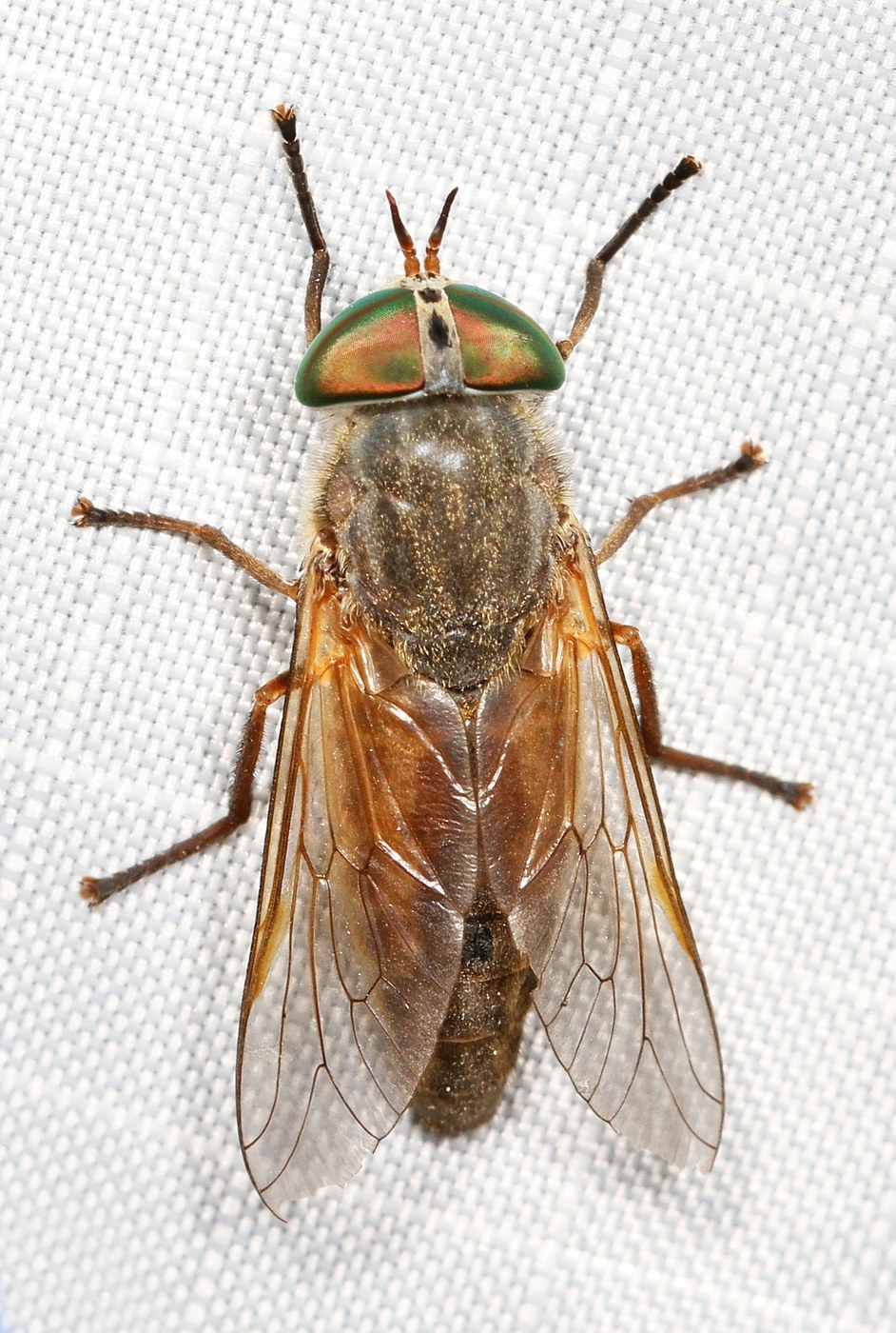 Greenhead Fly
