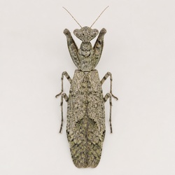 Grizzled Mantis Identification Guide
