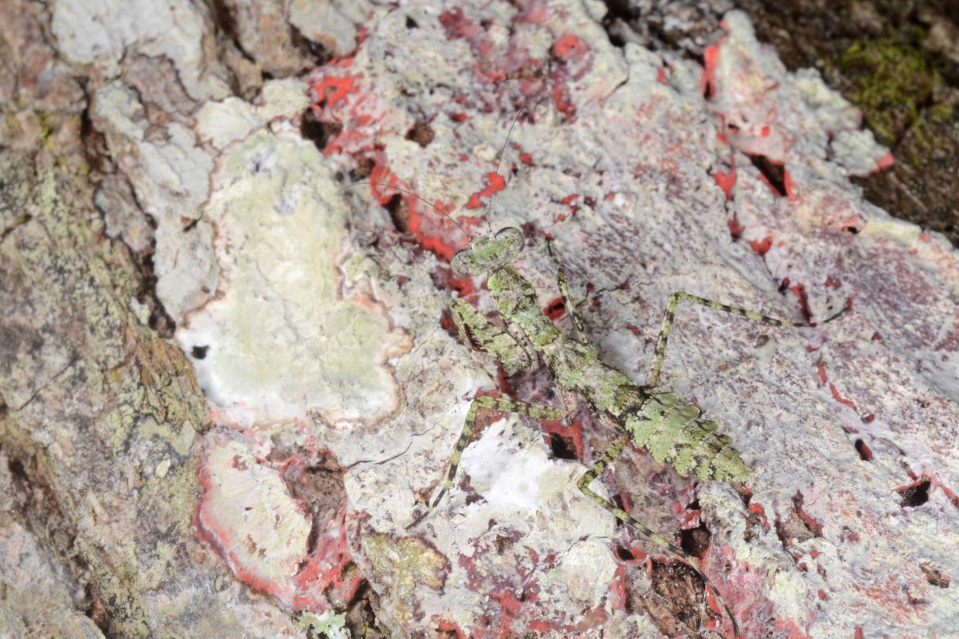 Grizzled Mantis