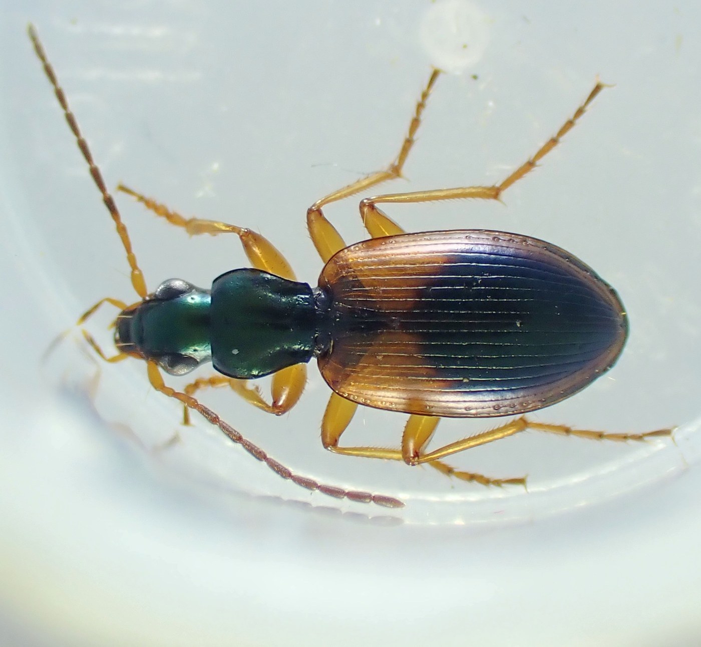 Ground Beetle