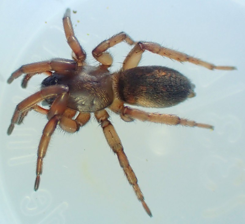 Ground Spider