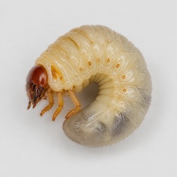 Grub Worm Identification Guide