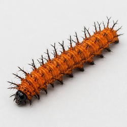 Gulf Fritillary Caterpillar Identification Guide