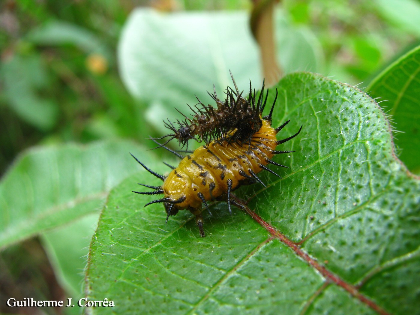 Gulf Fritillary Caterpillar