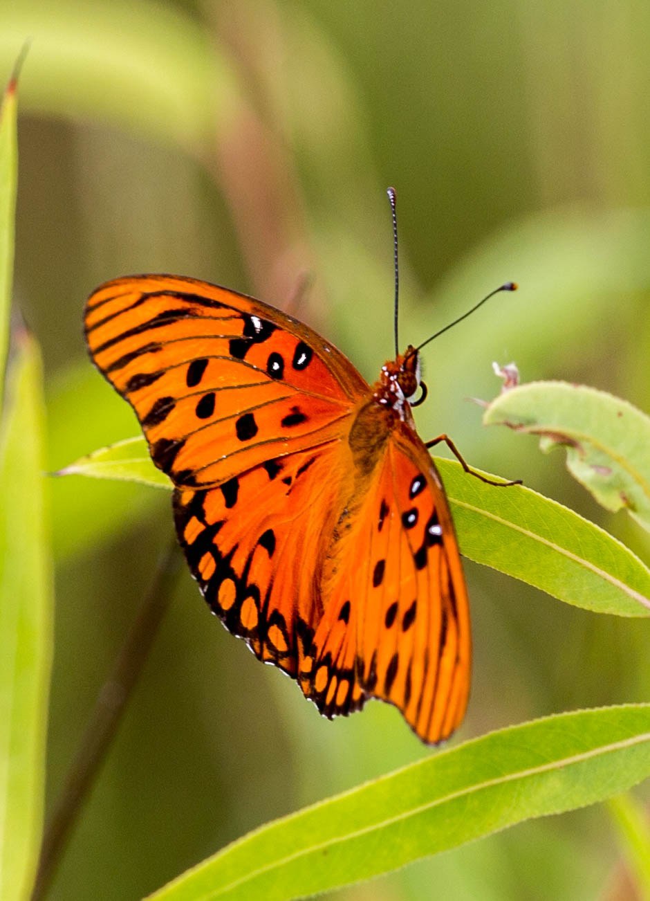 Gulf Fritillary