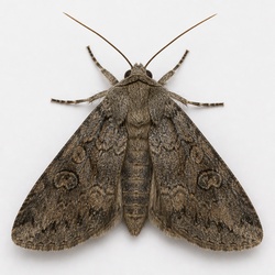 Gypsy Cutworm Moth Identification Guide