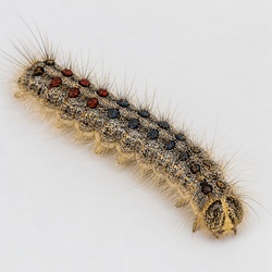 Gypsy Moth Caterpillar Identification Guide