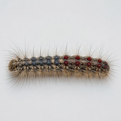 Gypsy Moth Caterpillar (Spongy Moth) Identification Guide
