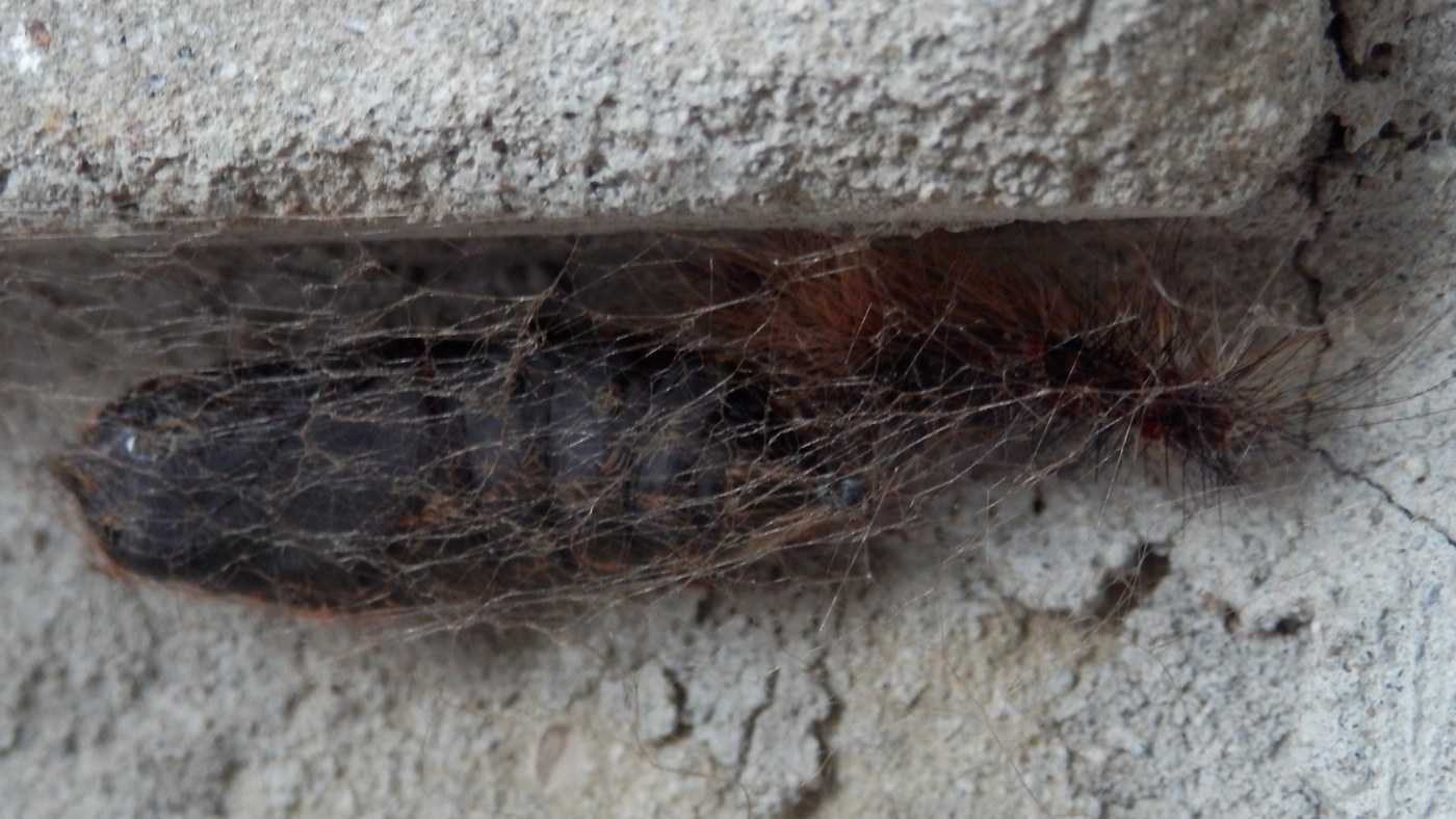 Gypsy Moth Caterpillar