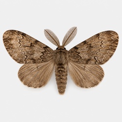 Gypsy Moth (Spongy Moth) Identification Guide