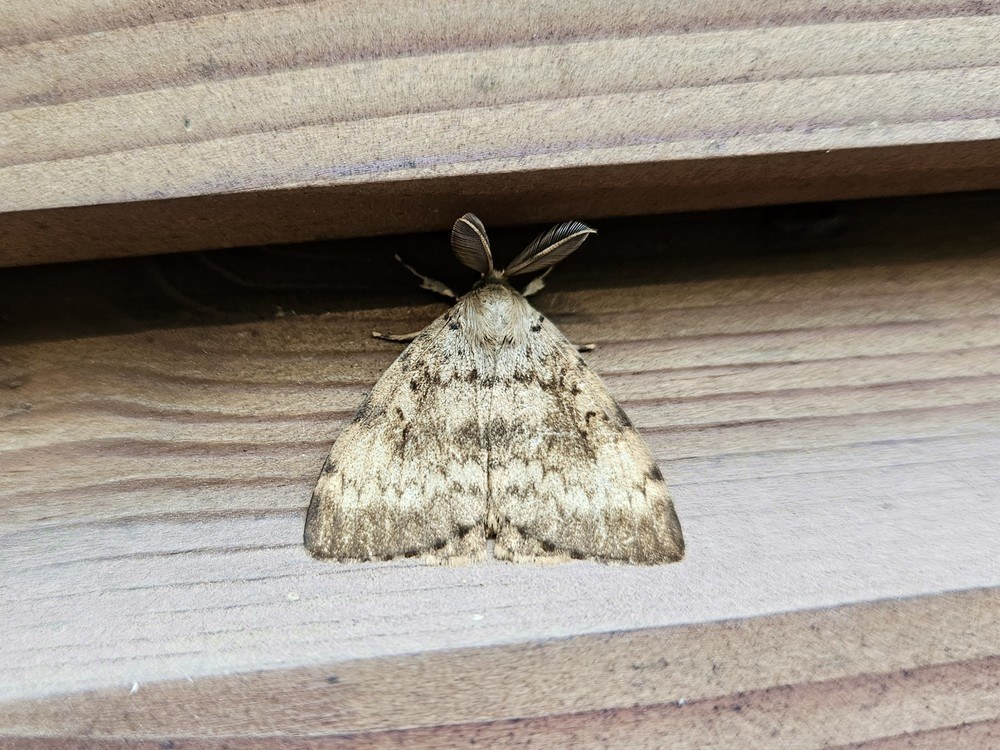 Gypsy Moth (Spongy Moth)