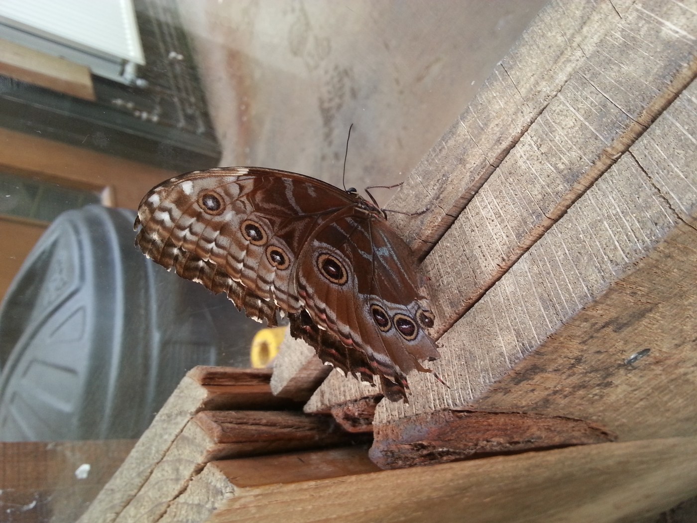 Hackberry Emperor