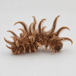 Hag Moth Caterpillar (Monkey Slug) Identification Guide
