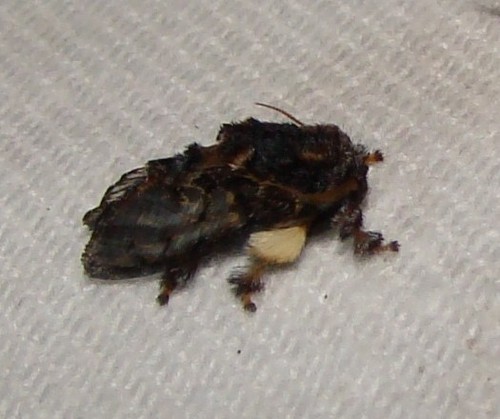 Hag Moth Caterpillar (Monkey Slug) Identification Guide