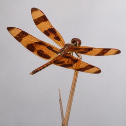 Halloween Pennant Identification Guide
