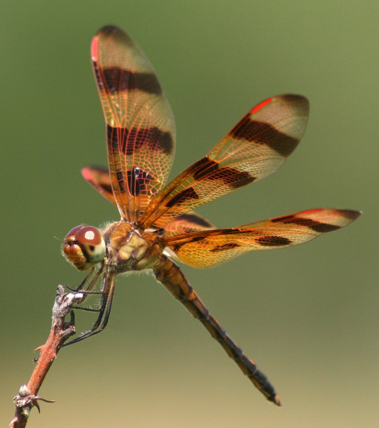Halloween Pennant