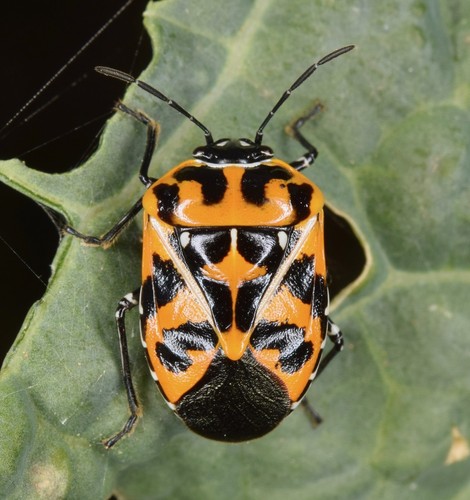 Harlequin Bug Identification Guide