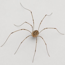 Harvestman Identification Guide