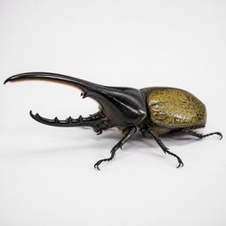 Hercules Beetle Identification Guide