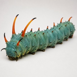 Hickory Horned Devil Identification Guide